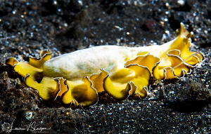 Flowers Marine Flatworm/Photographed at Lembeh, Indonesia... by Laurie Slawson 